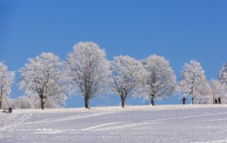Neige arbre