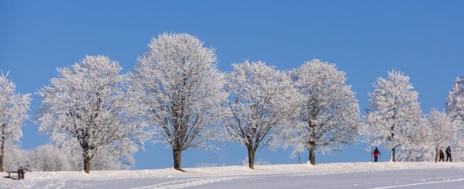 Neige arbre