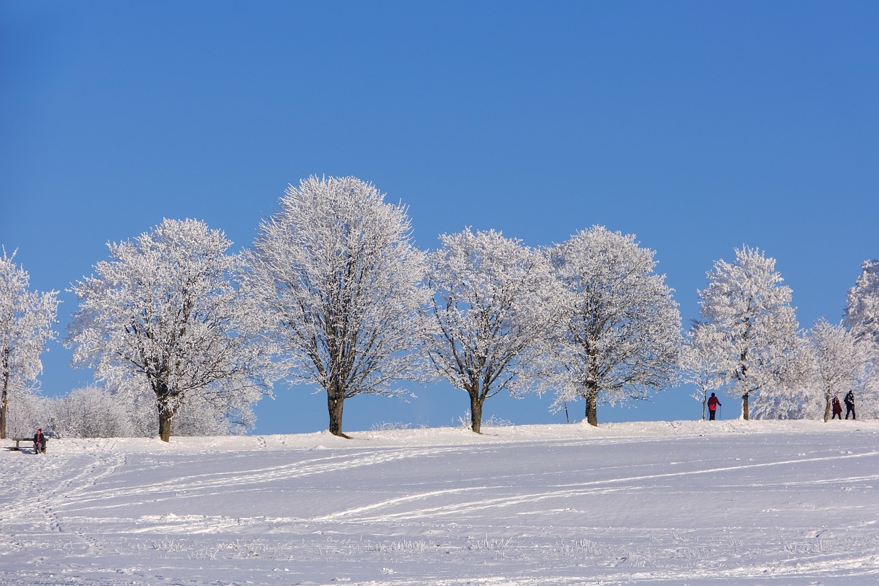 Neige arbre